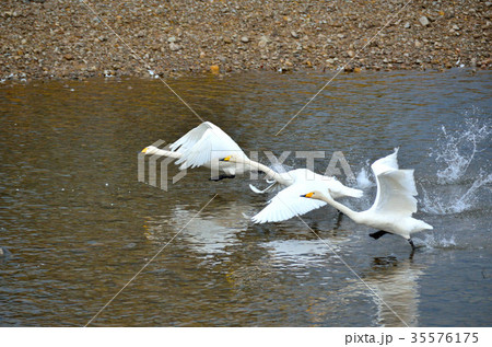 白鳥 秋田県鶯野 35576175