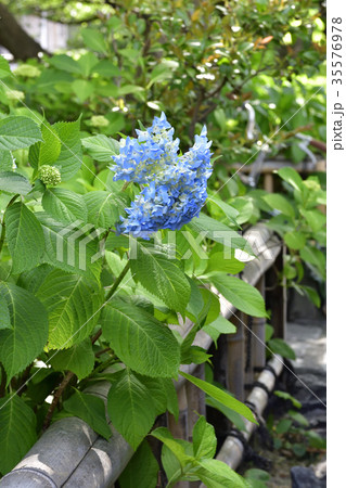 祇園白川　紫陽花 35576978