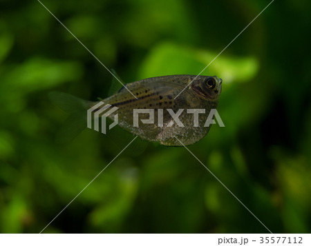 グラスハチェット グラスハチェット 35577112