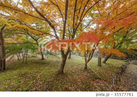 紅葉 35577761