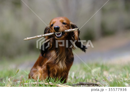 枝で遊ぶ犬 35577936