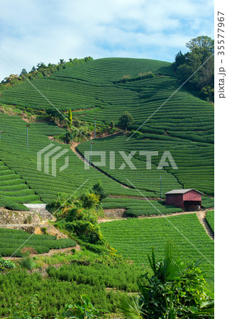 茶畑 35577967