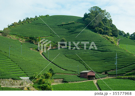 茶畑 茶畑 35577968