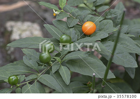 冬サンゴの実 冬サンゴの実 35578100