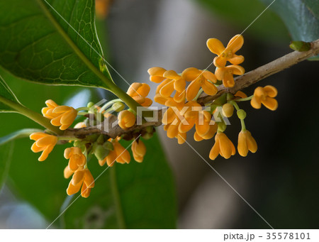 キンモクセイの花 35578101