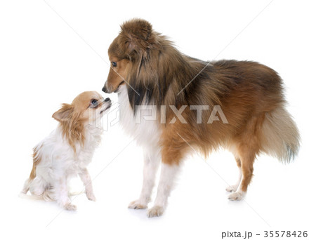 young shetland dog and chihuahua 35578426