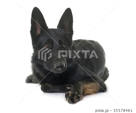 black german shepherd 35578461