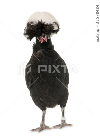 Polish chicken in studio Polish chicken in studio 35578484