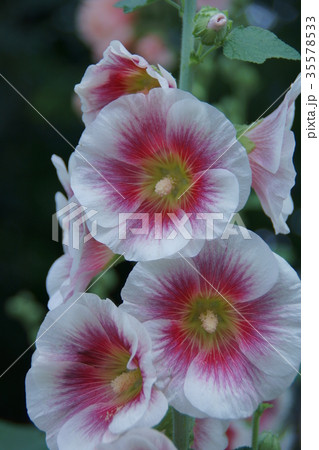 立葵 ハロブラッシュ 花言葉は 大きな望み の写真素材
