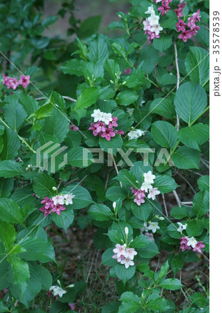 箱根空木　ハコネウツギ　花言葉は「移り気」 35578539
