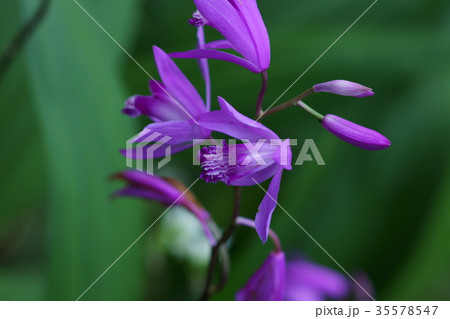 紫蘭　シラン　「薄れゆく愛」 35578547