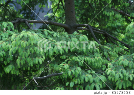 ドイツ唐檜 トウヒ 花言葉は 不運の中の希望 の写真素材