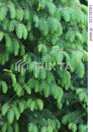 ドイツ唐檜 トウヒ 花言葉は 不運の中の希望 の写真素材