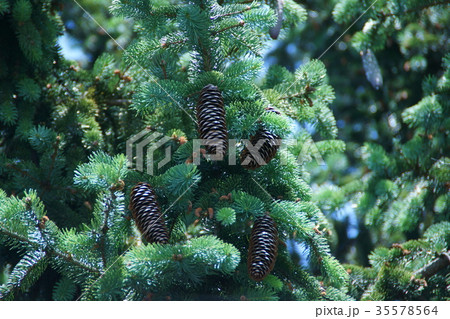 ドイツ唐檜　トウヒの実 35578564