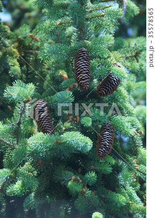 ドイツ唐檜　トウヒの実 35578565
