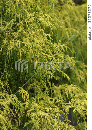 フィリフェラオーレア　檜葉 35578579