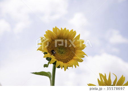 ヒマワリ 植物 花 35578697