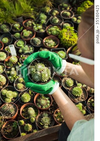 The Succulents sale 35580425