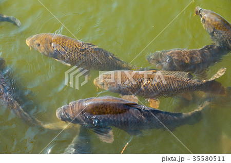 たくさんいる池の鯉　お城のお堀　泳ぐ鯉 35580511