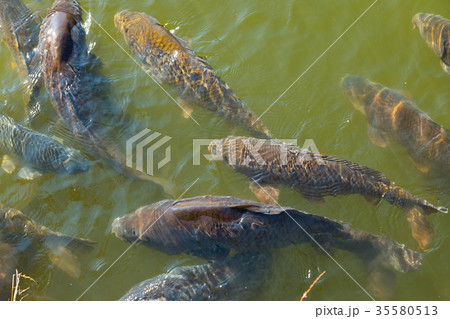 たくさんいる池の鯉　お城のお堀　泳ぐ鯉 35580513