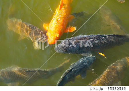 たくさんいる池の鯉　お城のお堀　泳ぐ鯉 35580516