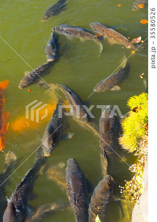 たくさんいる池の鯉　お城のお堀　泳ぐ鯉 35580526