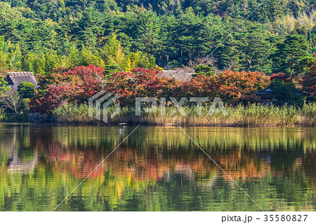 秋の京都　広沢池 35580827