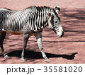 歩くシマウマ 35581020