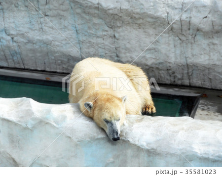 うとうとするシロクマ 35581023