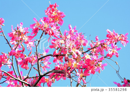 トックリキワタ・沖縄 35581298