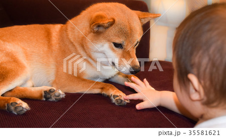 柴犬と赤ちゃん 35581621