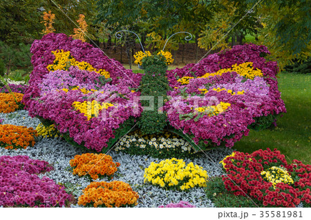 exhibition of chrysanthemums exhibition of chrysanthemums 35581981