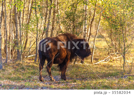 young bison in the forest 35582034