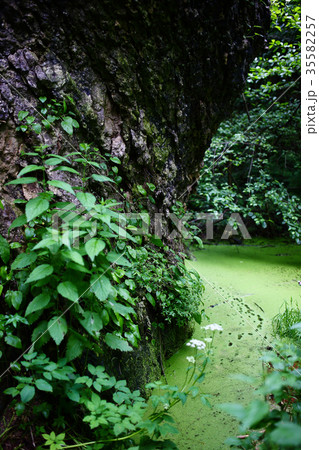 Beautiful plants in Hajokh Gorge, republic Adygea. Beautiful plants in Hajokh Gorge, republic Adygea. 35582257