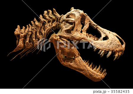 Skeleton of Tyrannosaurus rex ( T-rex )の写真素材 [35582435] - PIXTA