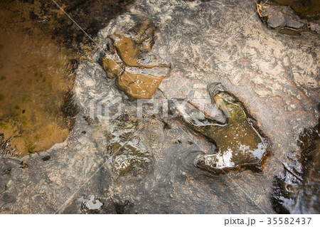 Footprint of dinosaur ( Carnotaurus )  35582437