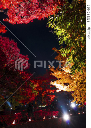 紅葉　もみじ回廊　河口湖 35582462