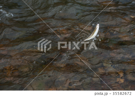 Caught grayling fish Caught grayling fish 35582672