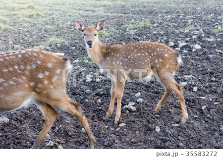 A young spotted deer close up A young spotted deer close up 35583272