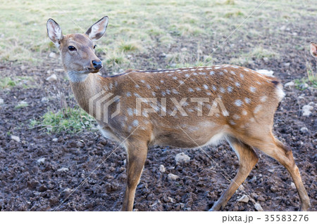 A young spotted deer close up A young spotted deer close up 35583276