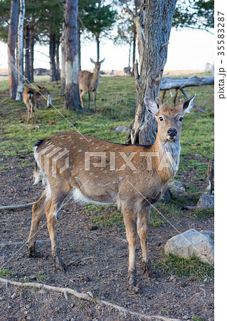 A young spotted deer close up 35583287