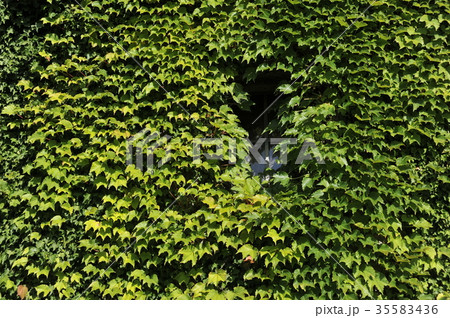 ツタウルシ 35583436