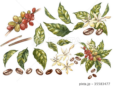 Set Of Red Coffee Arabica Beans On Branch Withのイラスト素材