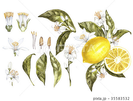 Set Branch of watercolor lemon tree with leaves Set Branch of watercolor lemon tree with leaves 35583532