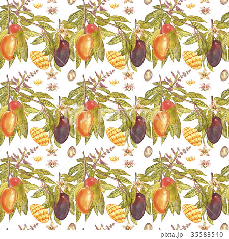 Mango tree vintage seamless pattern. Mango Fruit 35583540