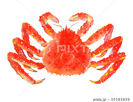 タラバガニ 水彩イラスト タラバガニ 水彩イラスト 35583939