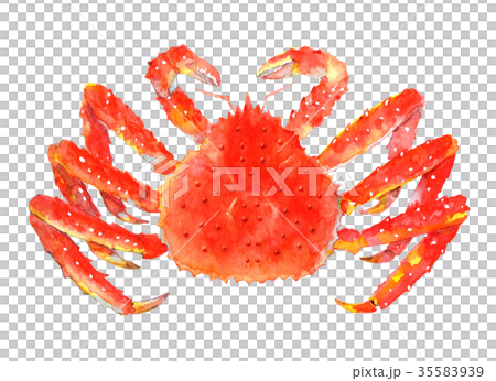 タラバガニ 水彩イラスト タラバガニ 水彩イラスト 35583939