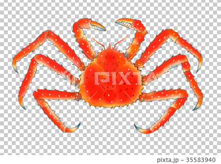 Watercolor illustration with crab 35583940
