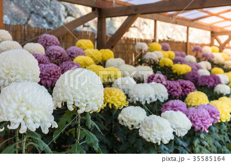 菊花展　鮮やかに咲き誇る大菊 35585164