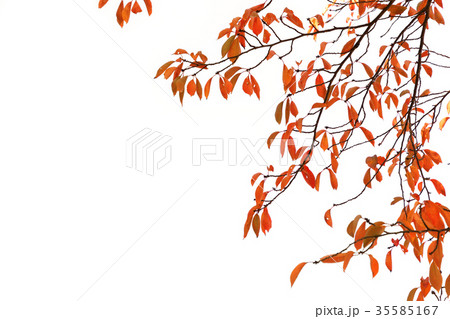 紅葉 桜の木の写真素材